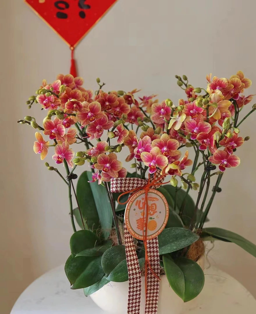 带剑，瑕疵【金蝶】2.8寸杯蝴蝶兰 短叶品种，介意叶小不拍，苗子发货