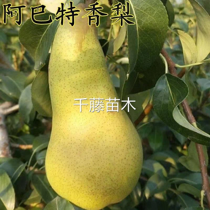 正宗嫁接阿巴特香梨子树苗新品种特大超甜盆栽地栽庭院南北方种植
