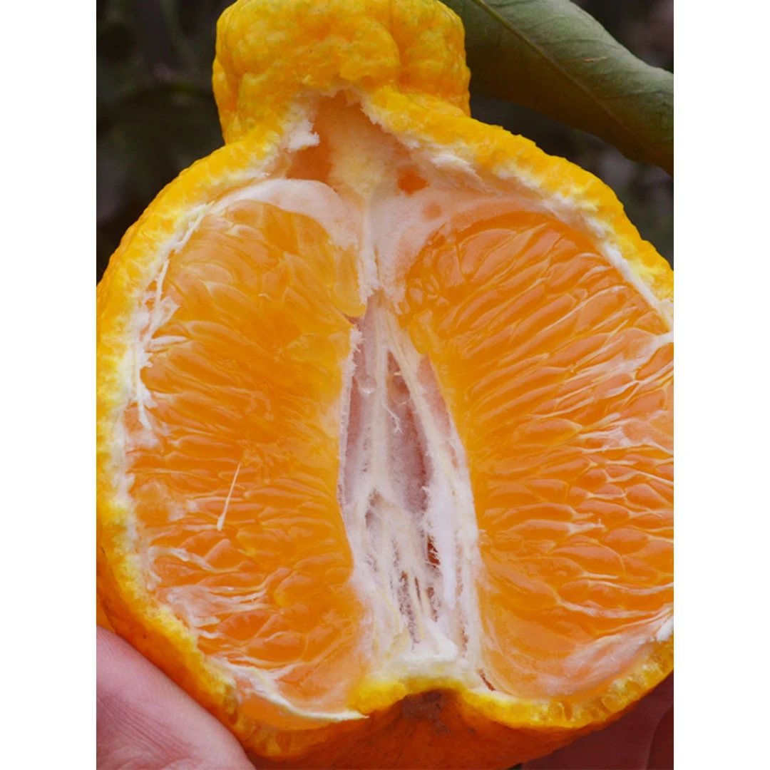 丑橘苗丑桔树苗不知火柑橘春见丑八怪粑粑柑树苗椪柑苗薄皮无籽苗