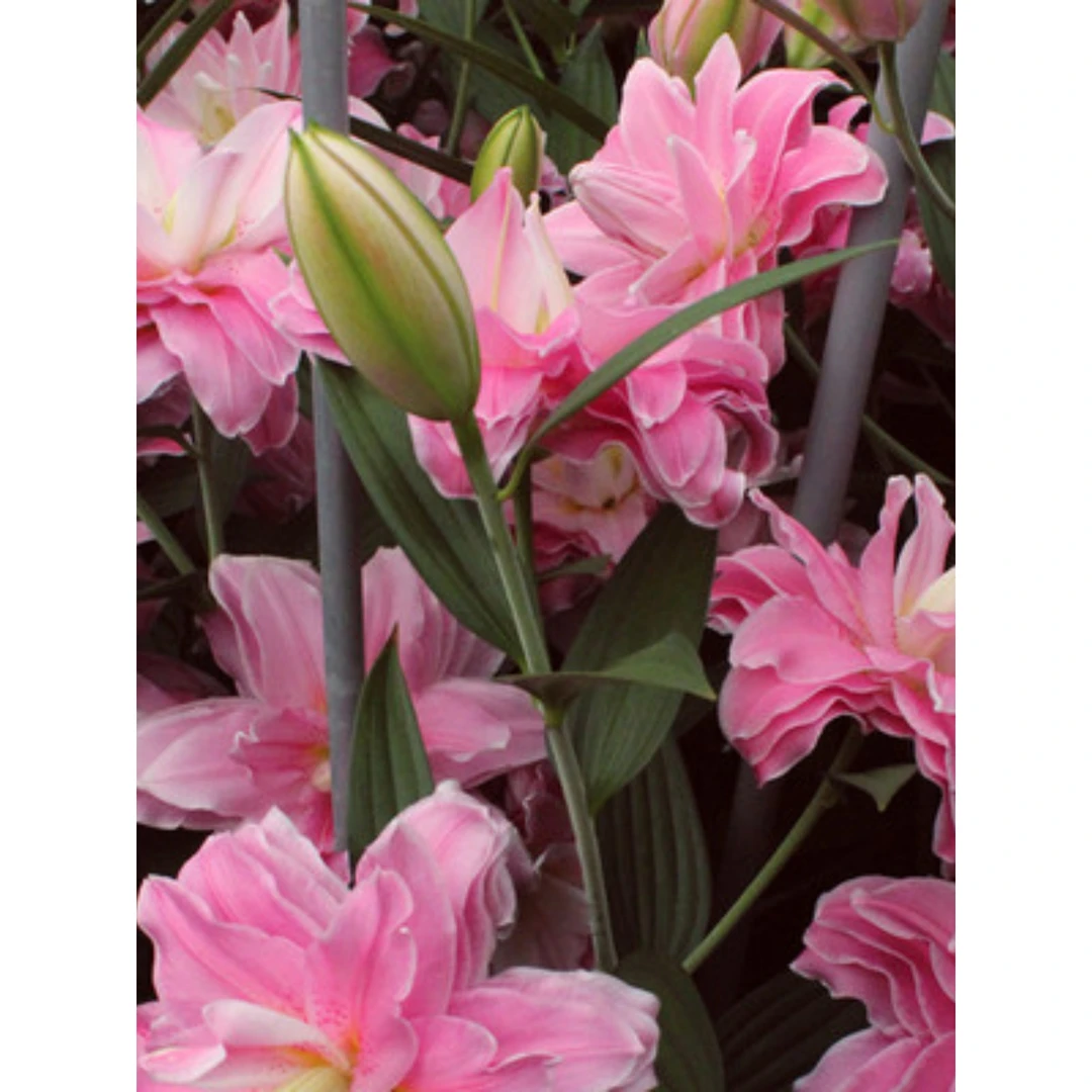 进口香水百合花种球大球带芽种子重瓣四季花卉植物室内盆栽多年生