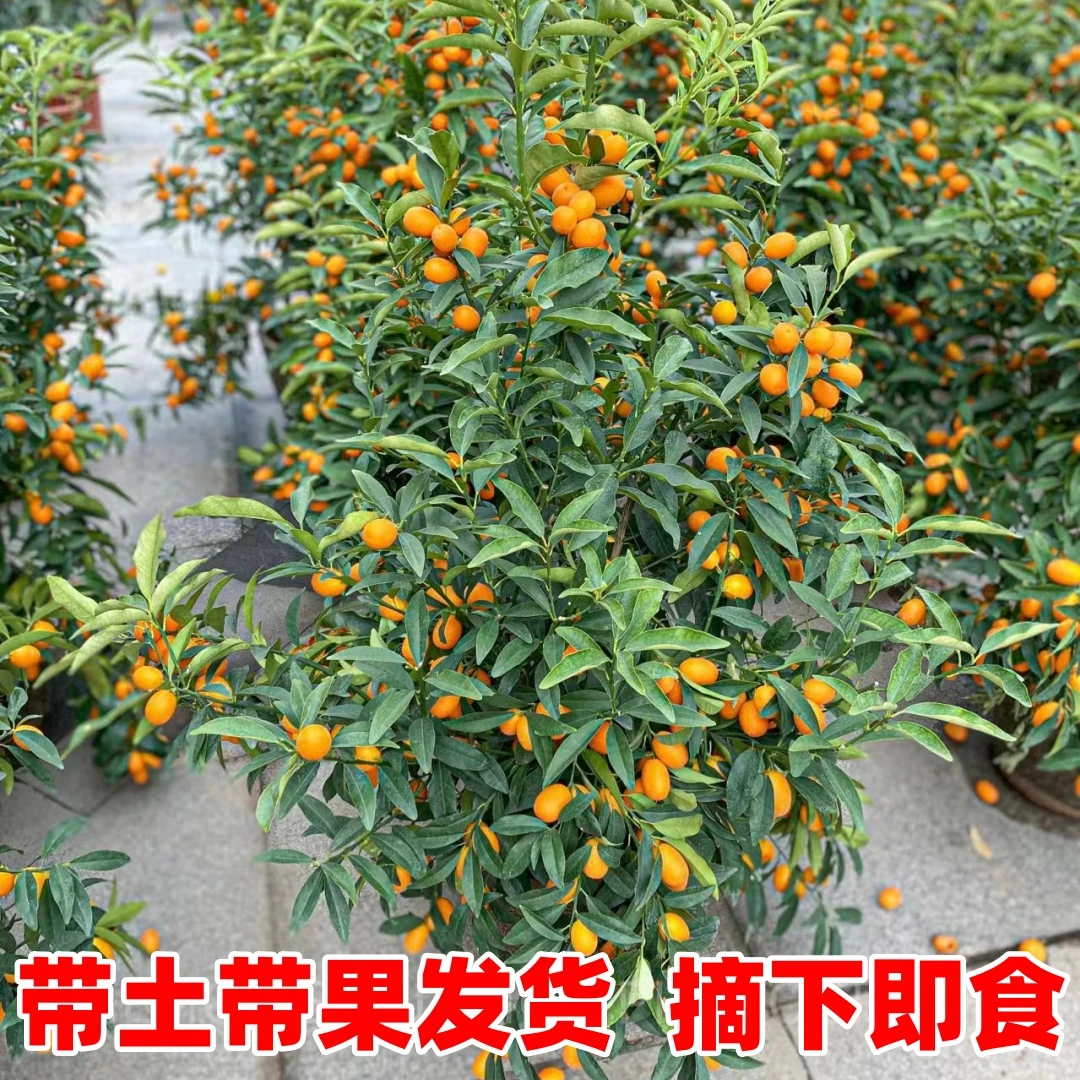 脆皮金桔树苗带果盆栽可食用金橘桔子苗阳台庭院四季结果耐寒植物