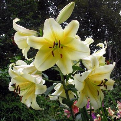 现货进口百合花大种球盆栽地栽庭院阳台四季种花卉绿植多年生