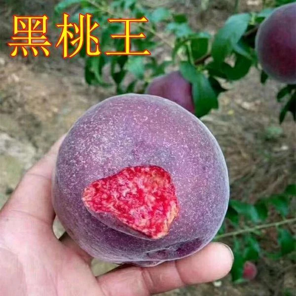 新品种桃树苗黑桃皇后黑桃王树苗嫁接桃树果苗南北方种植当年结果