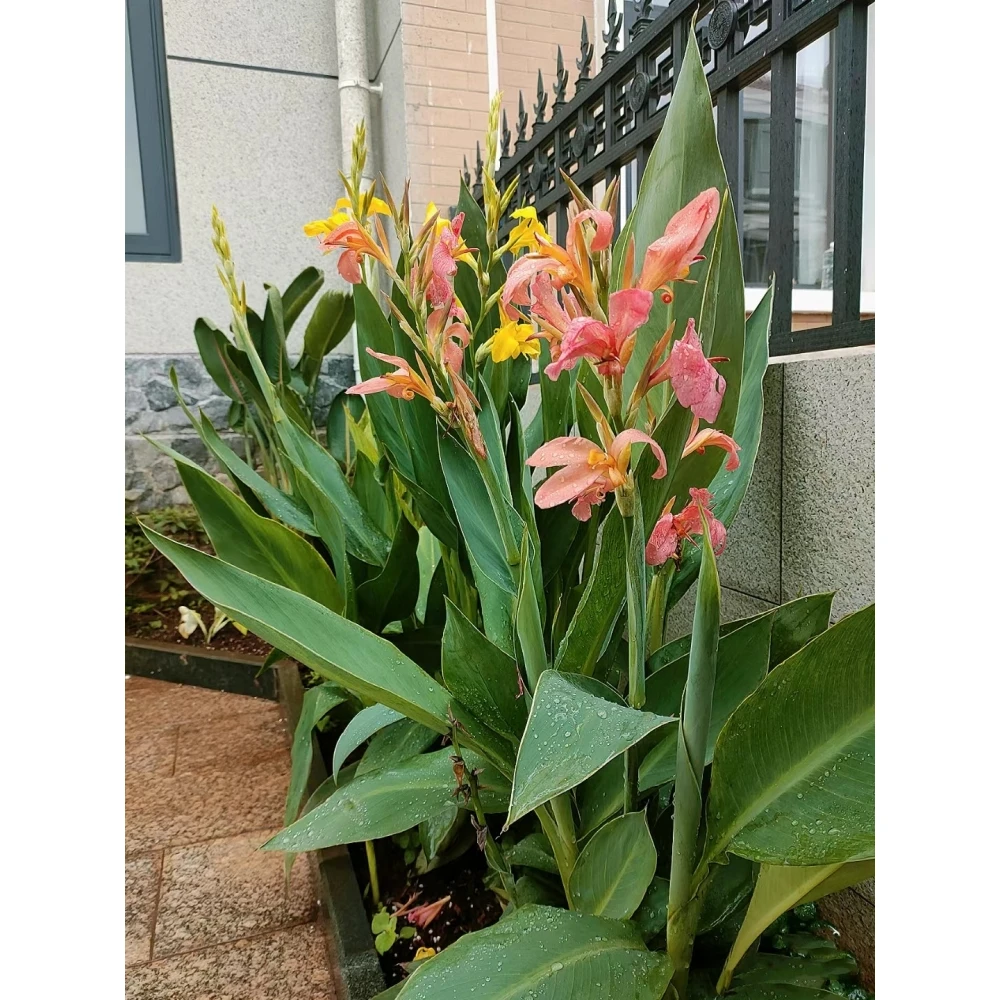 美人蕉种球水养水培花卉盆栽室外庭院地栽植物花苗多年生带芽根茎