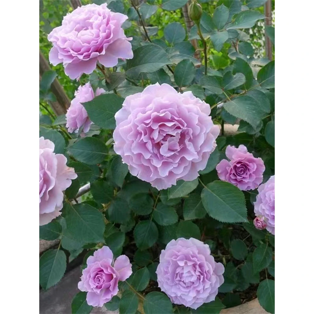 蜻蜓月季花苗丰花紫色特大浓香盆栽阳台露台地栽花卉玫瑰耐热勤花