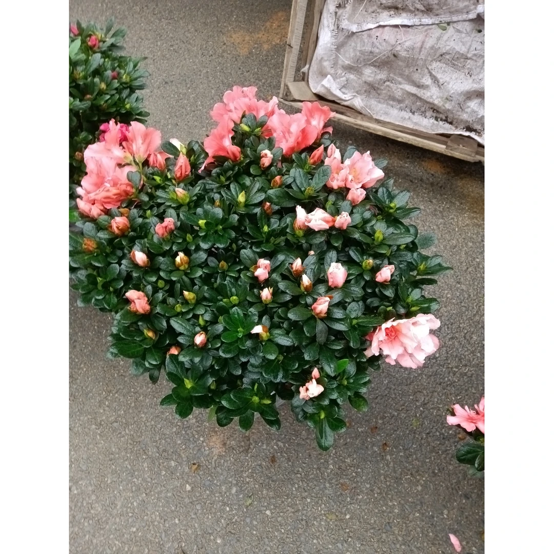 杜鹃花盆栽花卉植物室内花带苞大颗老桩四季开花植物好养易活绿植