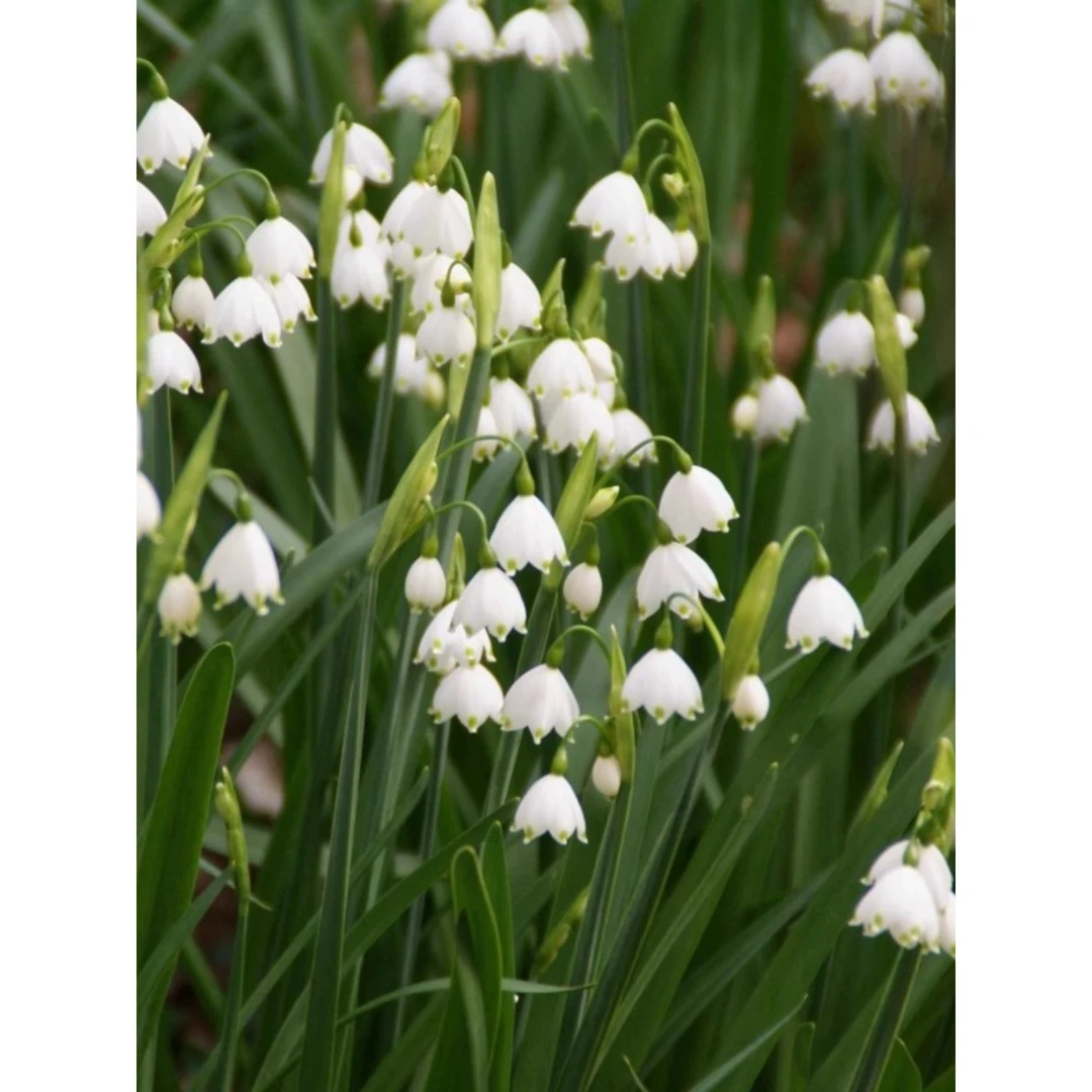 进口雪片莲种球蓝铃花盆栽雪滴花四季耐寒花卉当年开花百合多年生