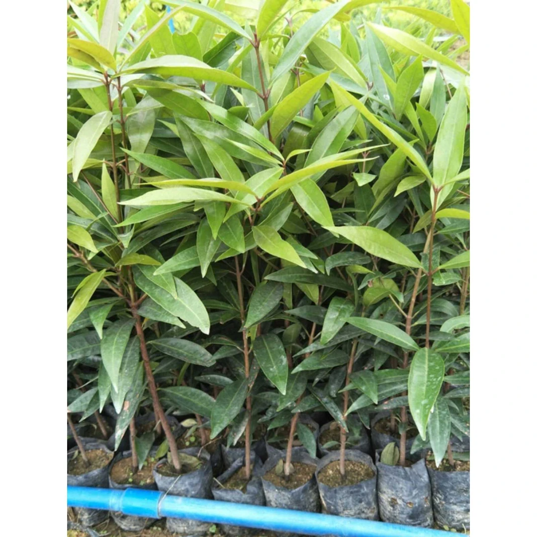 正宗四季罗浮山蒲桃树海南水蒲桃苗稀有果树苗南北方种植盆地栽