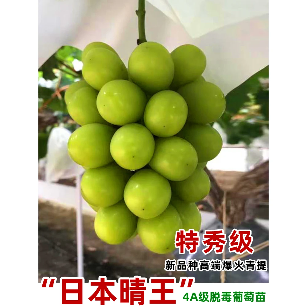 新品种日本晴王葡萄树苖阳光玫瑰无核香印无籽葡萄苗果树果苗
