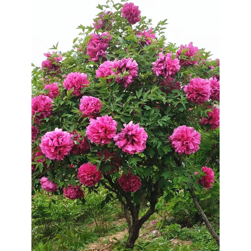牡丹花苗重瓣室内外耐寒特大庭院种植地栽阳台盆栽花卉洛阳牡丹花