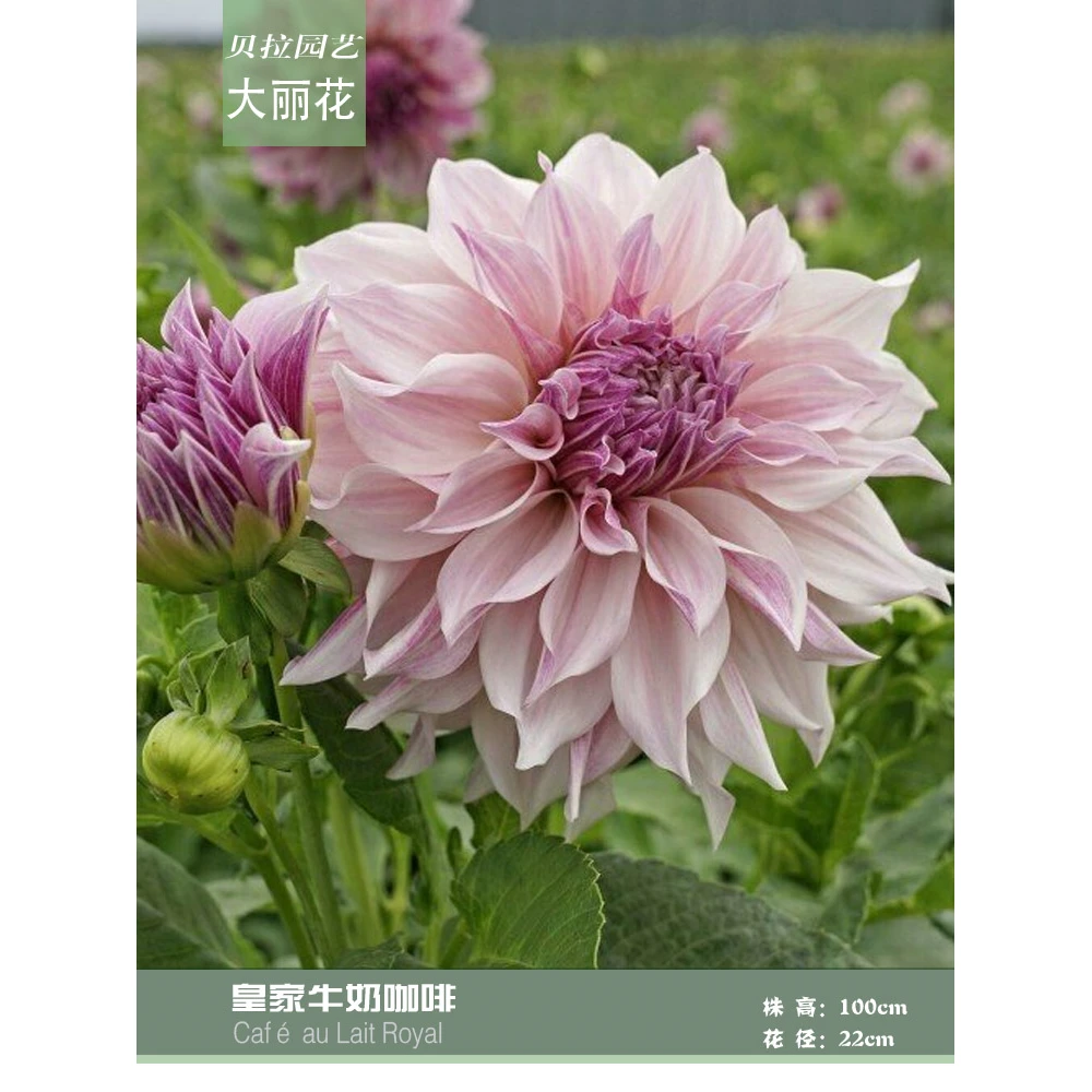 贝拉园艺2024年荷兰进口大丽花种球子满百 D10皇家牛奶咖啡