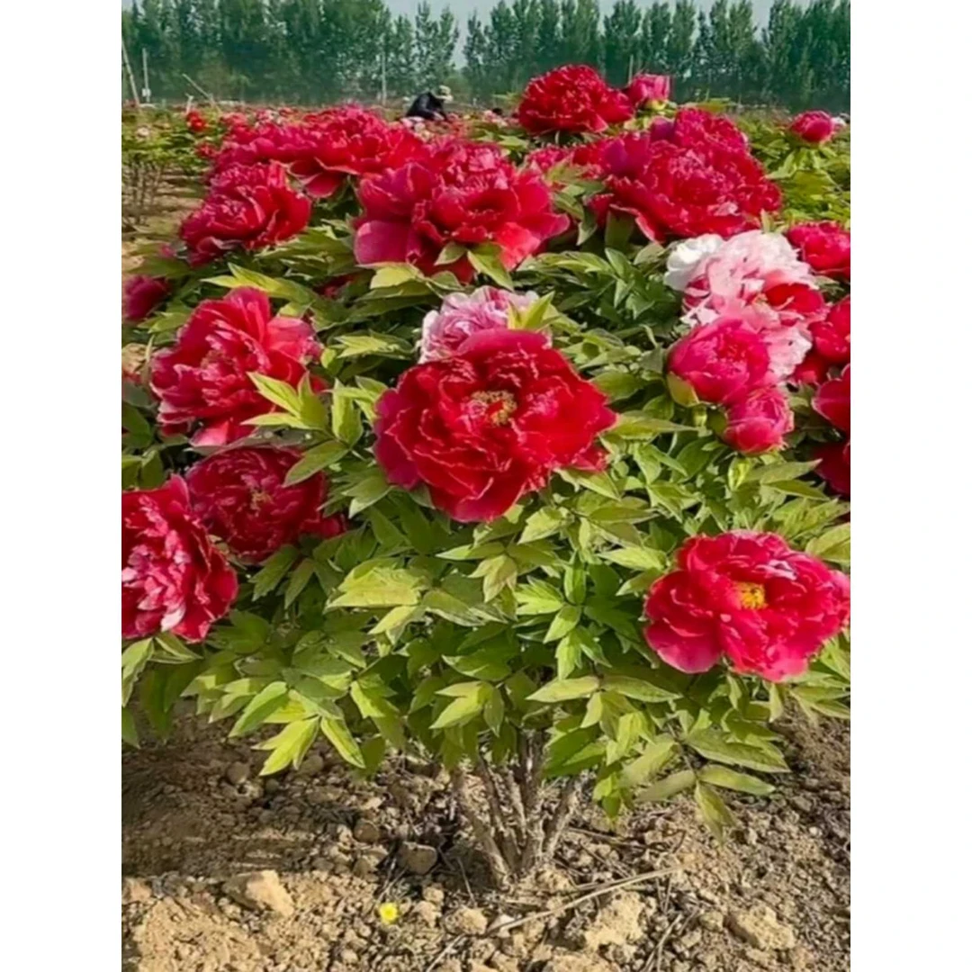 牡丹花苗盆栽大苗正宗洛阳牡丹鲜切花庭院耐寒重瓣花卉牡丹花树苗