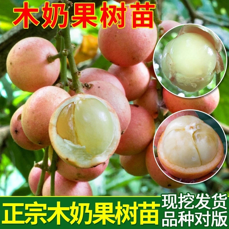 木奶果树苗纯甜木奶果苗改良品种嫁接苗南方当年种植结果树苗