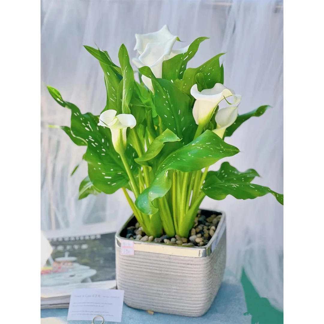 彩色马蹄莲种球进口多年生根块耐寒庭院阳台盆栽风信子百合花卉