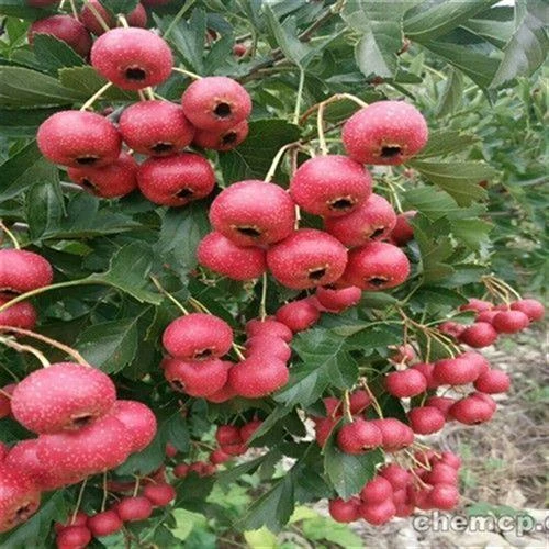 无籽 树苗北方山楂 嫁接苗大果南方 种植山楂当年结果 山楂苗
