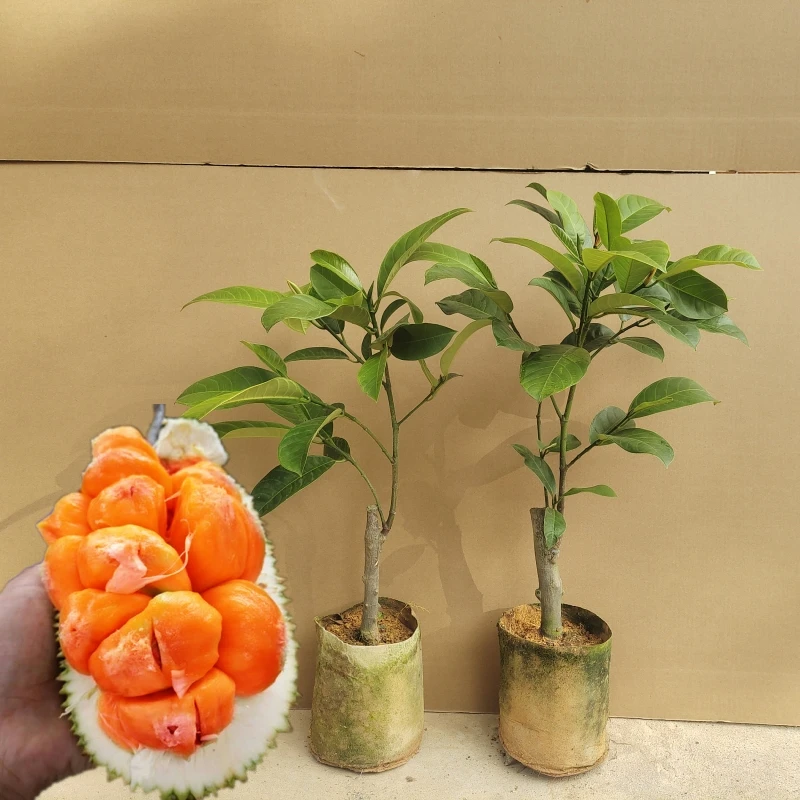 红肉榴莲蜜果苗嫁接长孟尖果树海南珍珠黄肉品种木菠萝蜜常绿结果