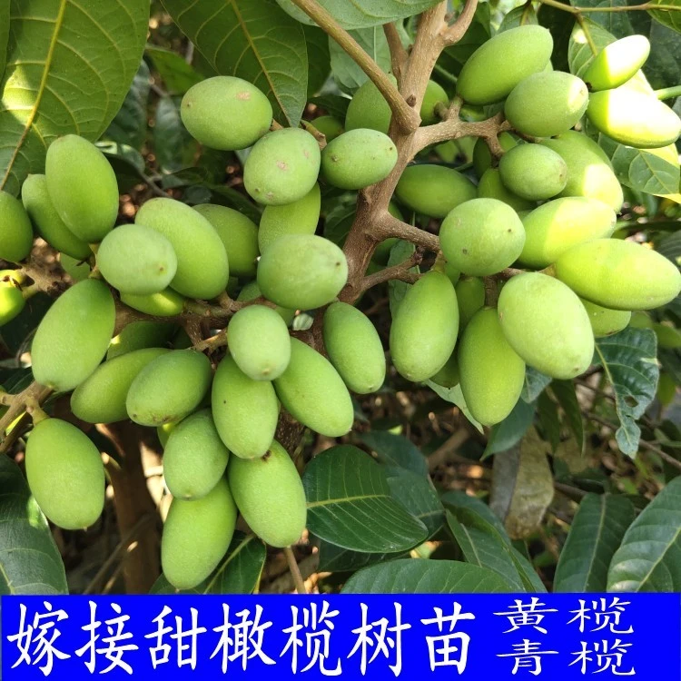 果树苗黄橄榄苗青橄榄嫁接苗南北方种植甜果黑橄榄树庭院盆栽地栽