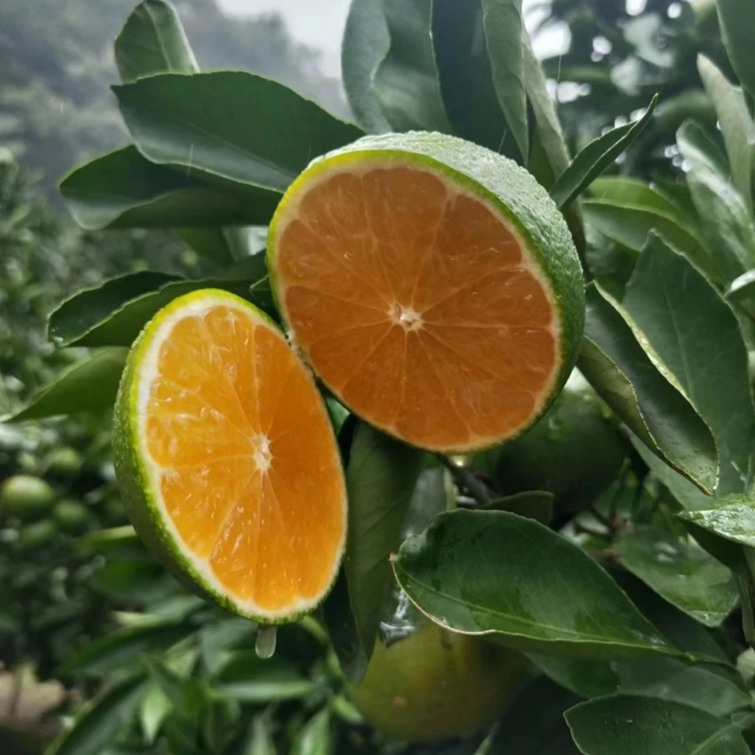 新品种青皮蜜桔苗 日南一号橘子苗早熟青柑苗 嫁接无核蜜桔子树苗