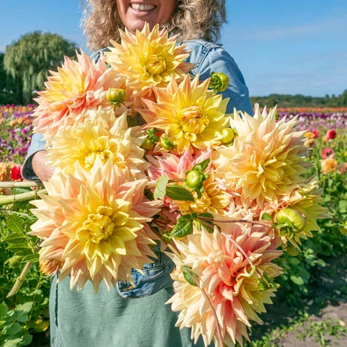 3月发荷兰进口大丽花种球 大花系列盆栽庭院阳台多年生牛奶咖啡