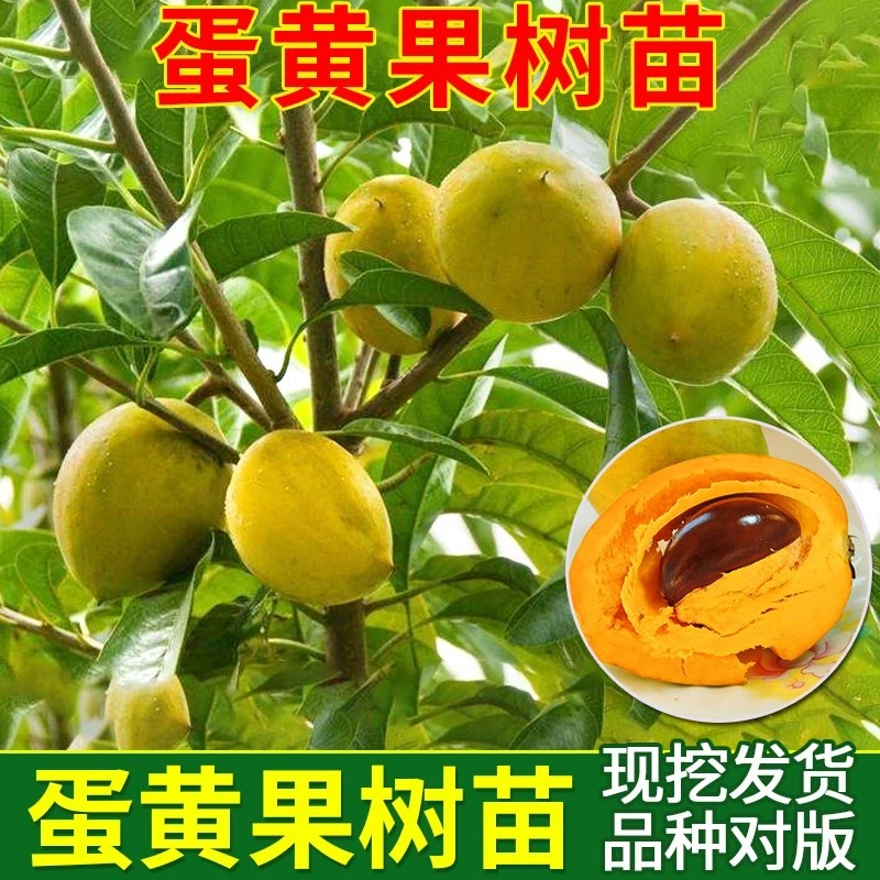 蛋黄果苗鸡蛋百香果果果树苗南方种植绿化鸡蛋果苗当年结果面包