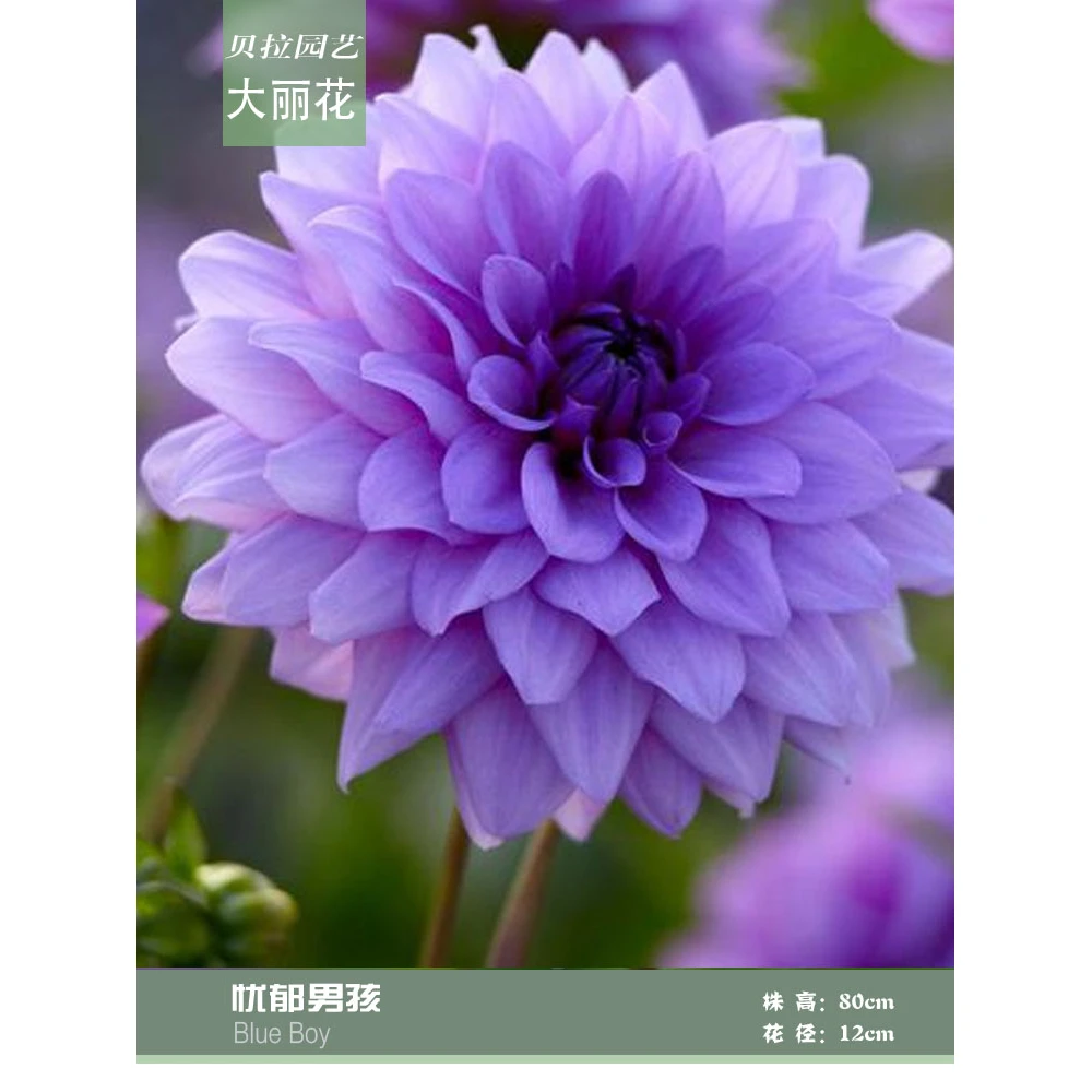 贝拉园艺2024年荷兰进口大丽花种球子 Z34忧郁男孩 满百