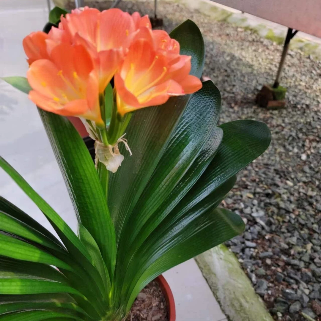 果果精品君子兰花卉各品系小苗成兰一物一拍35