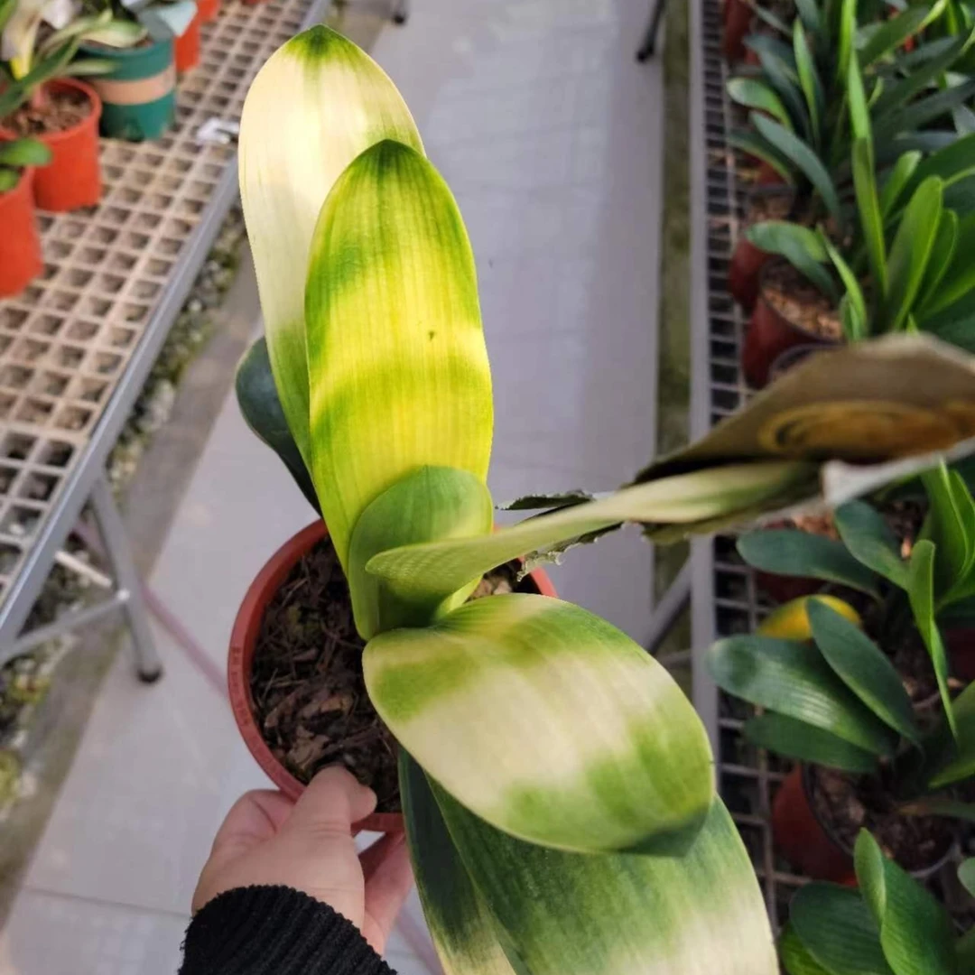 果果精品君子兰花卉各品系小苗成兰一物一拍600