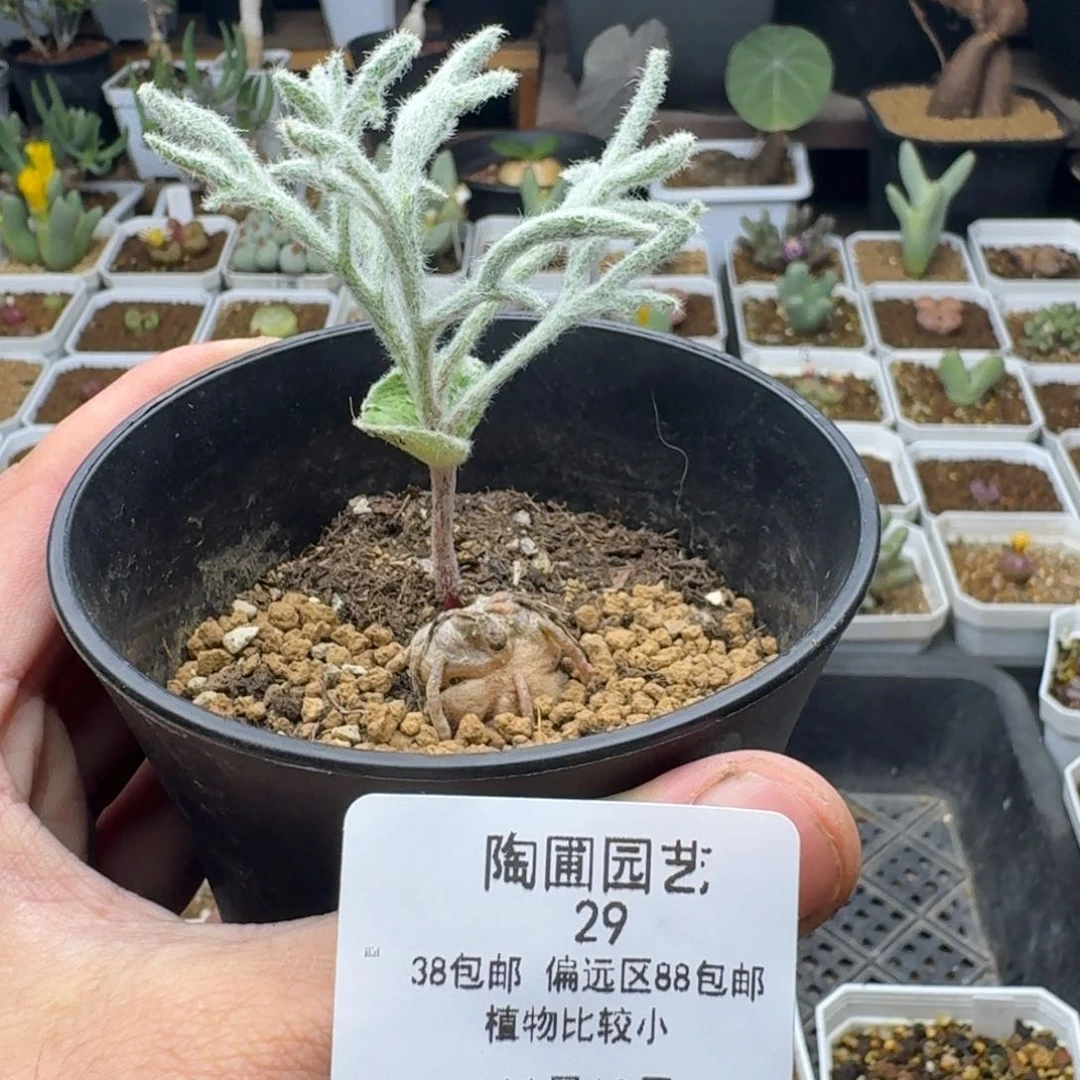 用****711.10将军番多肉29。