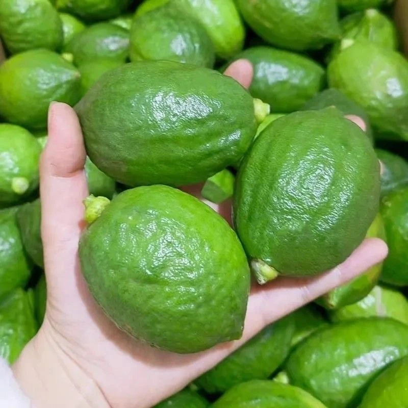 广东无籽皮薄多汁新鲜专用泡水采摘自家果园批发香水柠檬黄柠檬