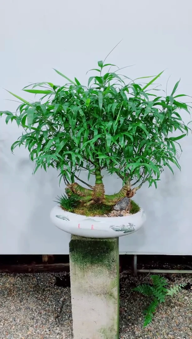 【闪购商品】竹子盆景竹子盆景
