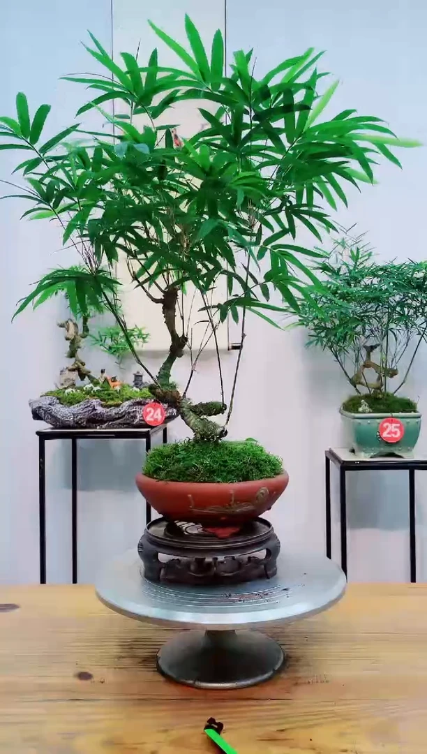 【闪购商品】竹子盆栽竹子盆栽