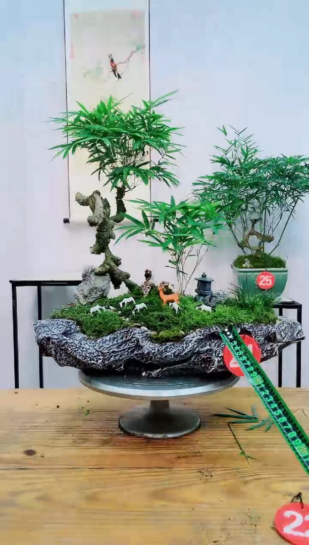 【闪购商品】竹子盆栽竹子盆栽