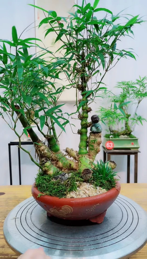 【闪购商品】竹子盆景竹子盆景