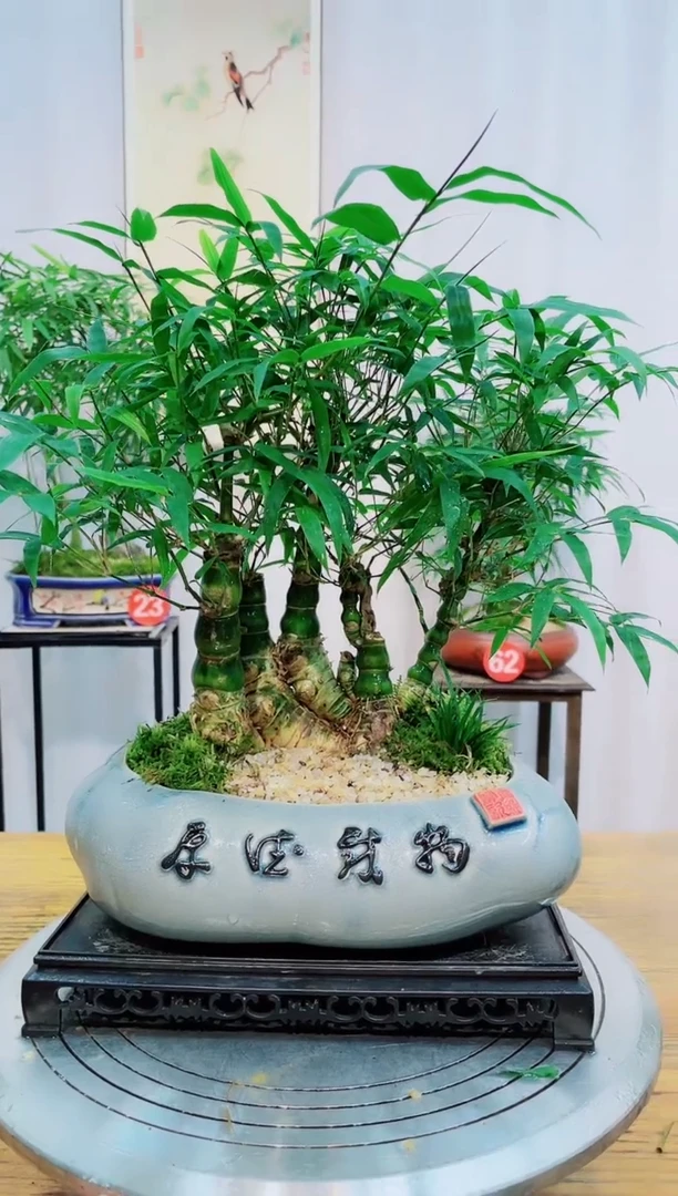 【闪购商品】竹子盆景竹子盆景