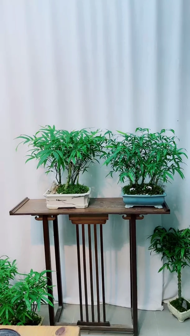 【闪购商品】竹子盆景竹子盆景