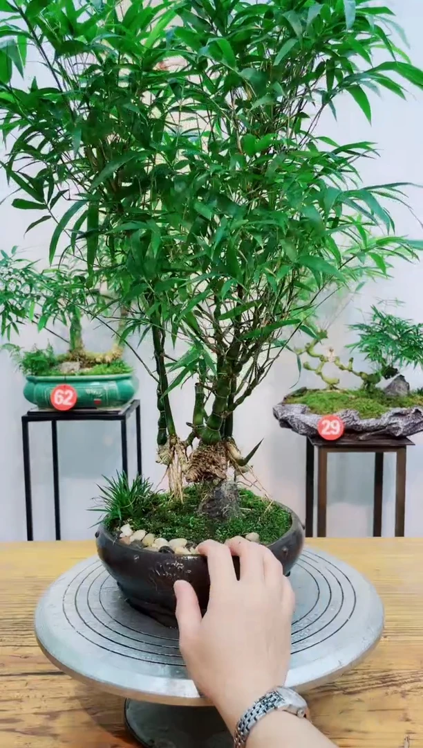 【闪购商品】竹子盆景竹子盆景