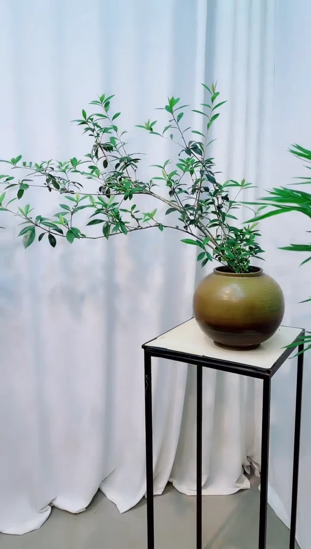 【闪购商品】竹子盆景竹子盆景