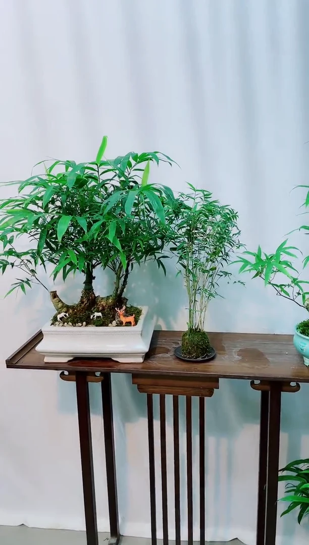 【闪购商品】竹子盆景竹子盆景