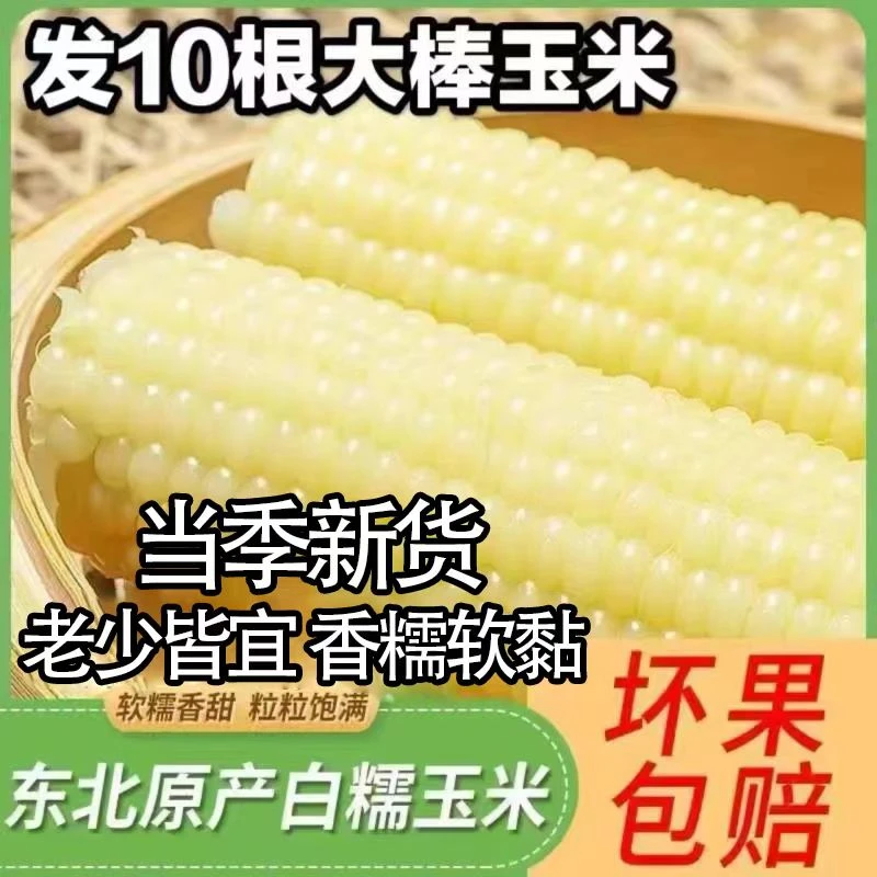 (2)（280-350g10根）6斤以上东北白糯玉米正宗东北糯玉米棒真空包装