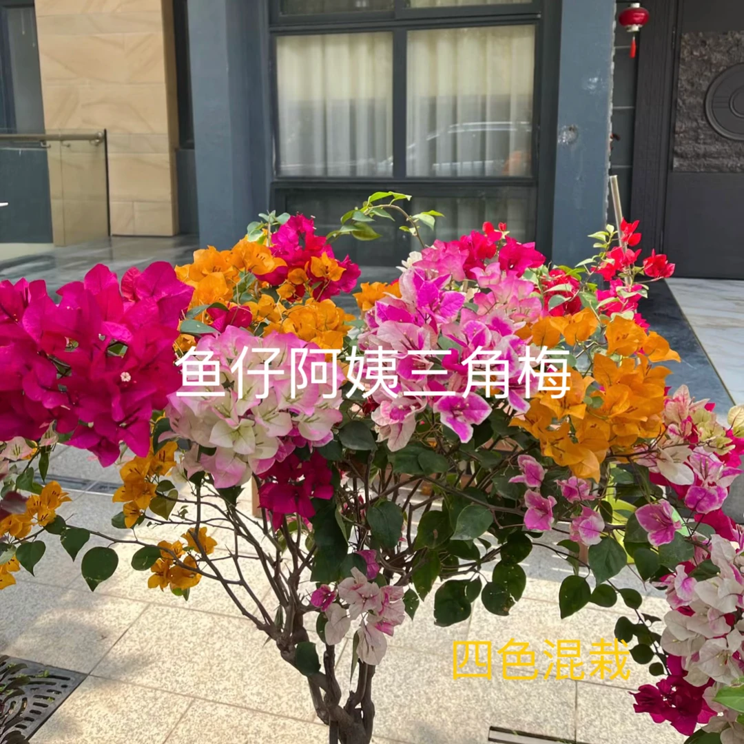 【四色混栽】三角梅四季勤花爆花