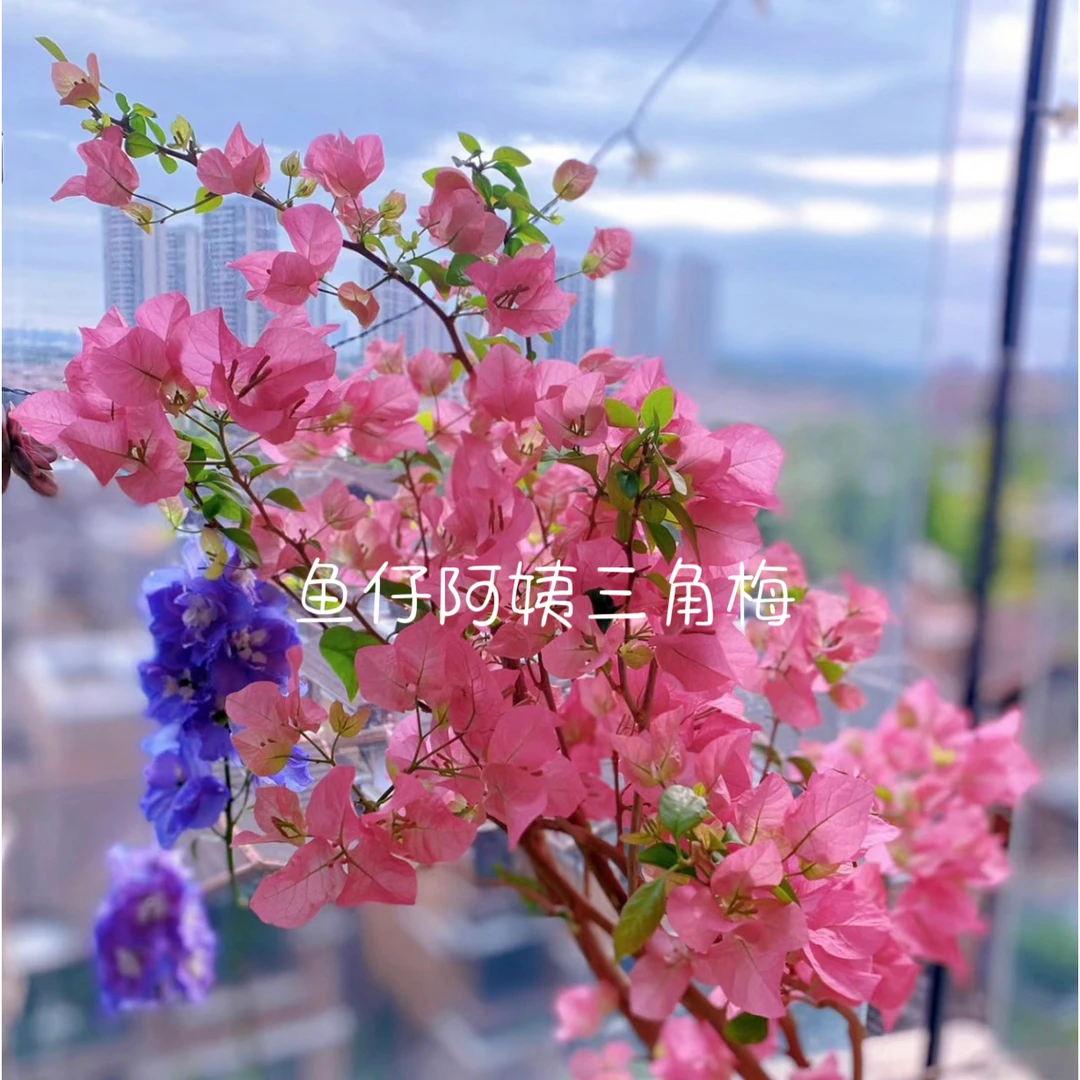 【绿叶宫粉】三角梅爬藤庭院绿植四季勤花爆花