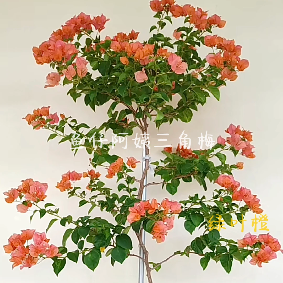 【绿叶橙】三角梅爬藤绿植绿植四季勤花