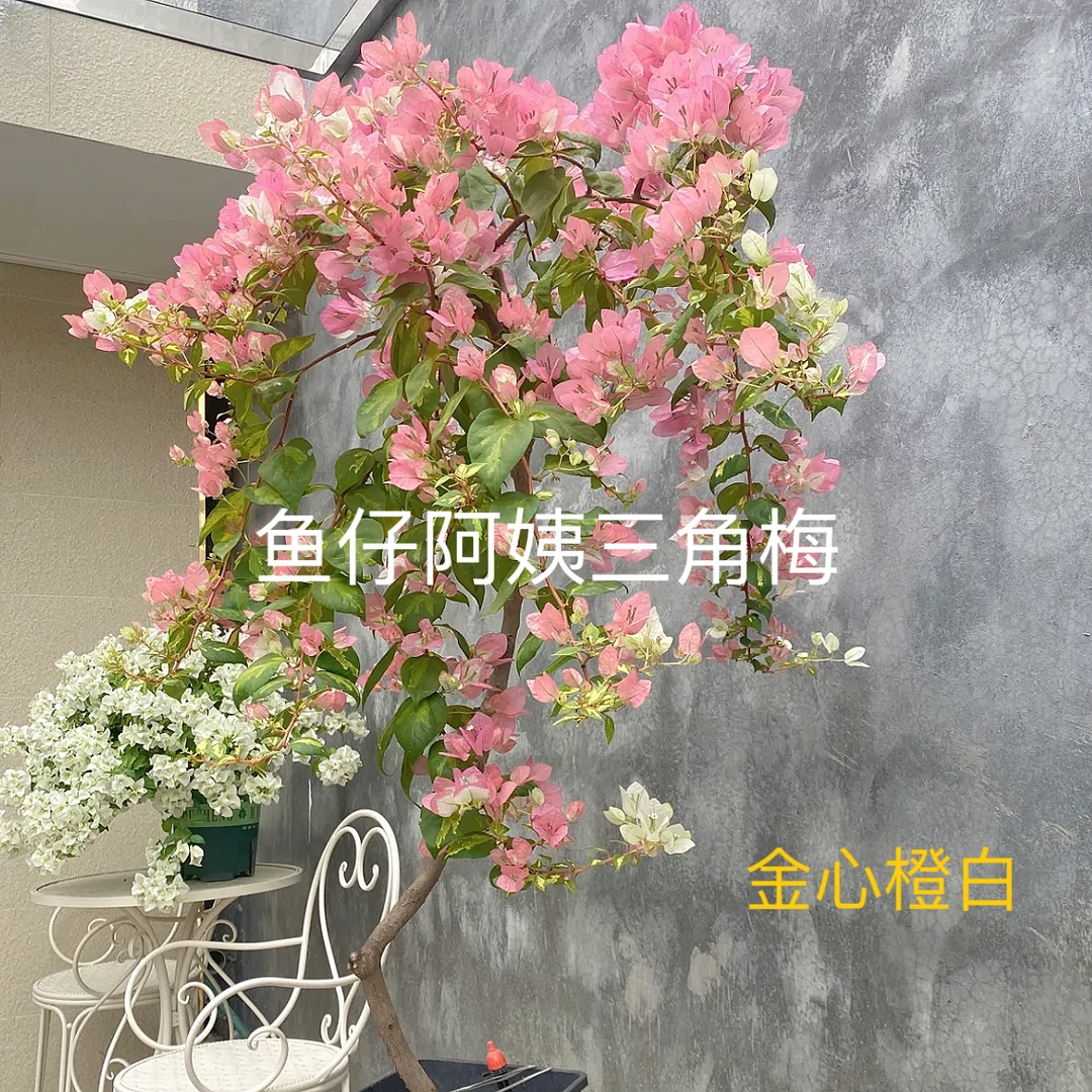 【金心橙白】藤条三角梅爬藤庭院绿植四季勤花