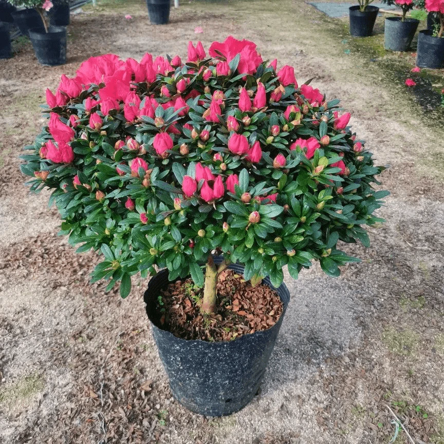 比利时红宝石杨梅红杜鹃花带花苞四季开花庭院地栽家居花卉吸甲醛