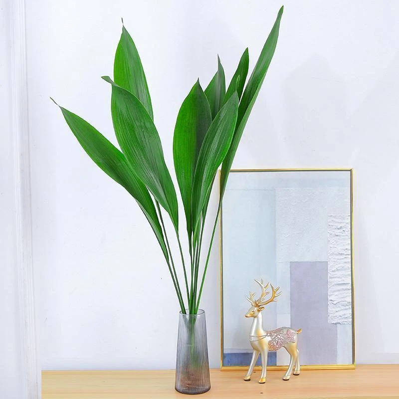 一叶兰盆栽水培植物室内桌面四季常青好养水养绿植净发货造型季节