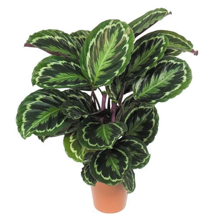 彩虹竹芋植物盆栽室内大型净化空气除甲醛水培绿植桌面观叶花卉