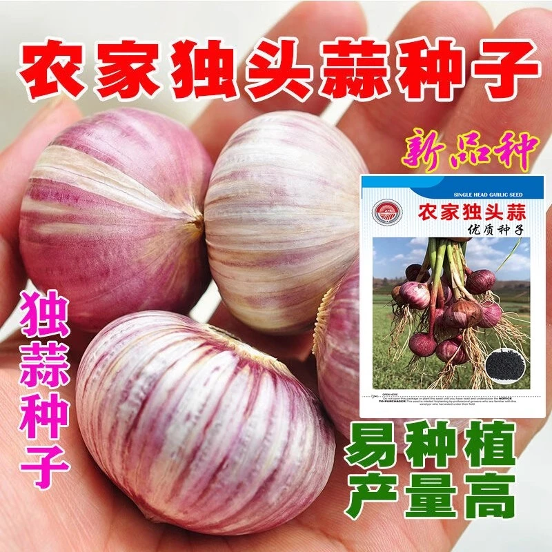 【6.9抢600粒】独头蒜种子秋季播种紫皮大蒜阳台庭院地栽蔬菜种子