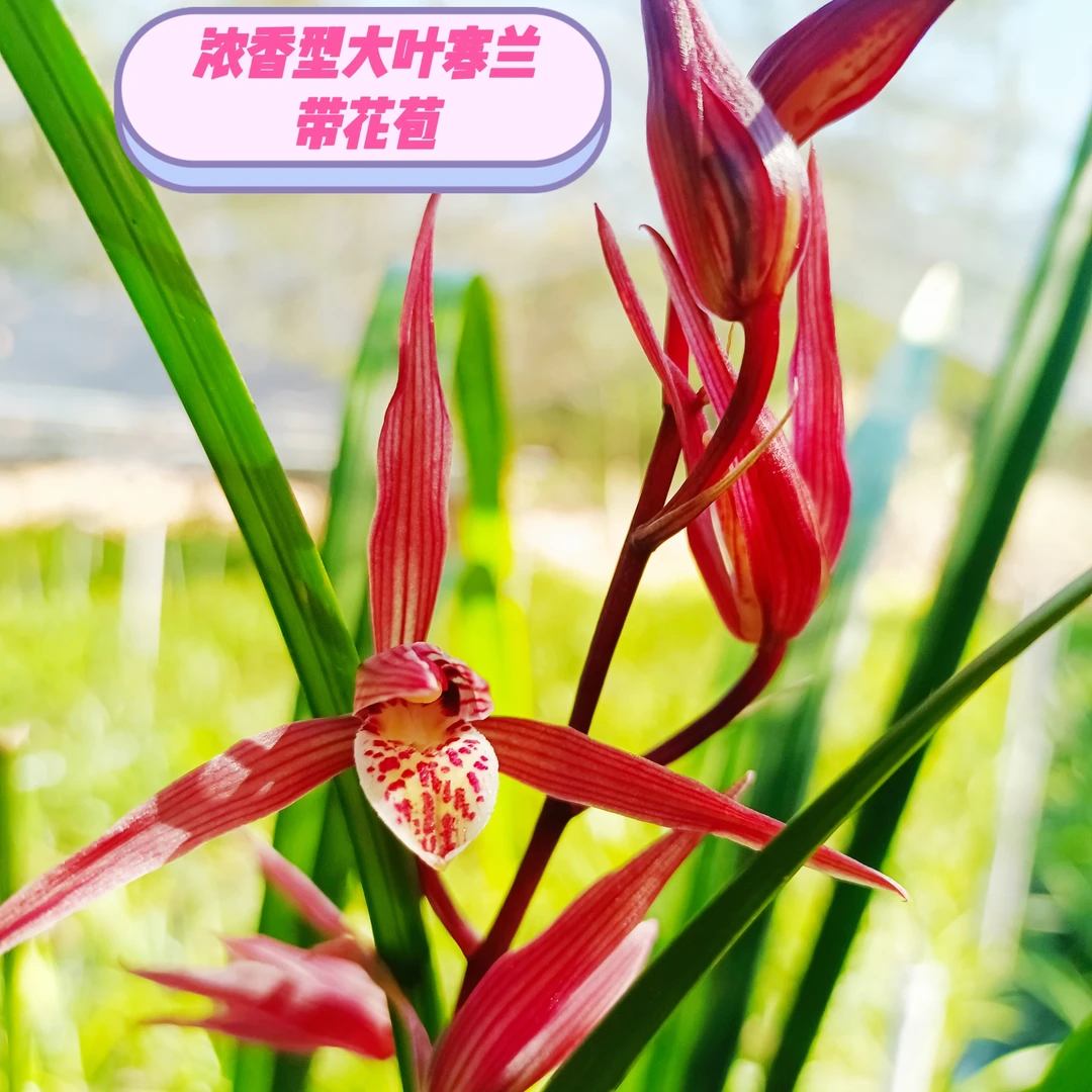 湖南江永大叶寒兰.兰花.浓香型花色丰富.花期长.客厅阳台庭院摆放