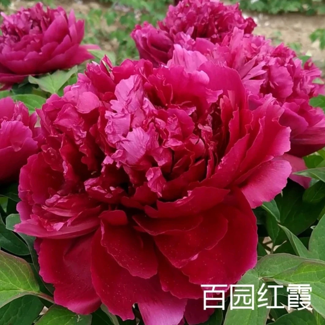 预售【百园红霞】花苗多年生耐寒抗旱重瓣大花盆栽绿植