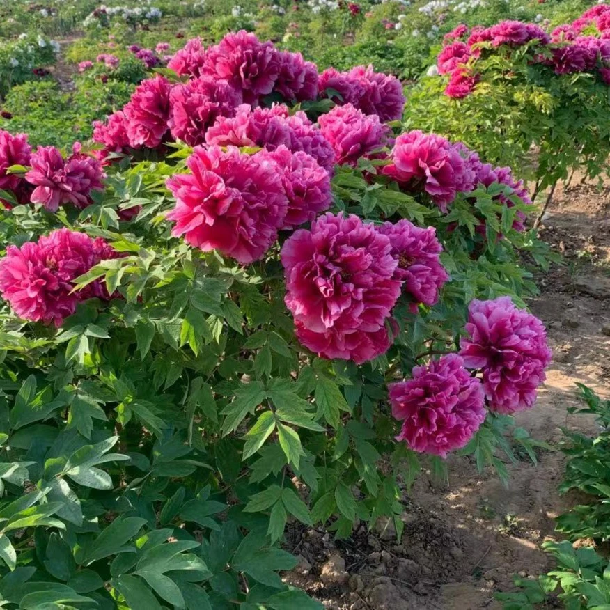 菏泽牡丹花苗盆栽重瓣庭院花卉正宗中国紫色耐寒大苗裸根发货